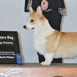 Pembroke Welsh Corgi Puppies from Outlands Corgis