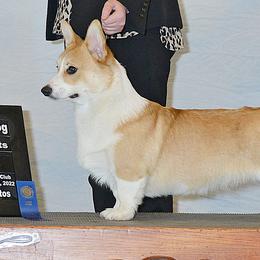 Pembroke Welsh Corgi Puppies from Outlands Corgis