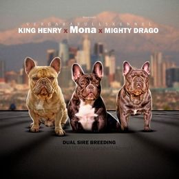 American Bulldogs and French Bulldogs from Vergara Bulls
