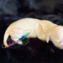 Dipper - Cream female Dachshund puppy in Peyton, Colorado from Dachshund Universe