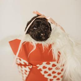 Patsy - Black female Goldendoodle puppy in Hazel Green, Alabama from Fitzy Doodles of Alabama