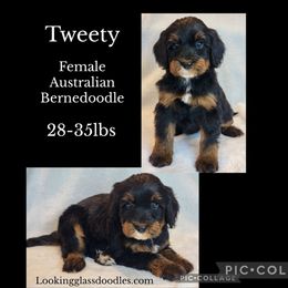 Tweety - Phantom female Bernedoodle puppy in Roseburg, Oregon from Lookingglass Doodles