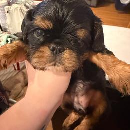 Alice - Black and tan female English Toy Spaniel puppy in Pennsylvania from Enchanting Charlies