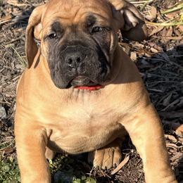 Admiral - Reddish brown male Boerboel puppy in Manassas, Virginia from Relentless Boerboels