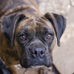 Priscilla - Boxer