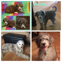 Aussiedoodle All Grown Up from Triple Creek Aussies and Doodles