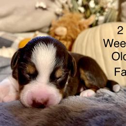 Faith - Red tri female Miniature Australian Shepherd puppy in Kentucky from Natural Life Ranch