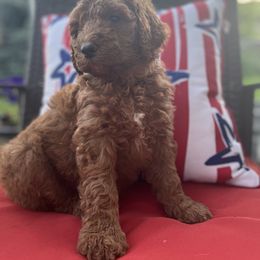 Poodle Puppies from Country Sundance Poodles