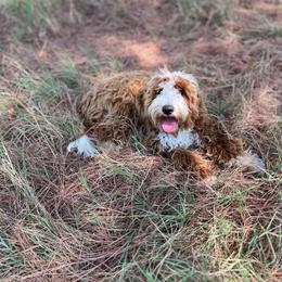 Amora - Goldendoodle