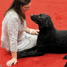 Curly-Coated Retriever All Grown Up from Elflock Curlies