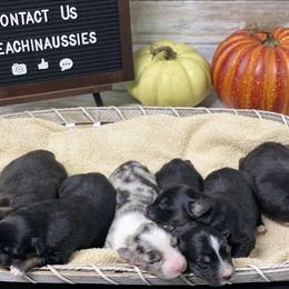 Australian Shepherd Puppies from Beachin' Aussies