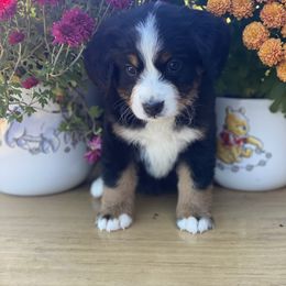 Bernese Mountain Dog Puppies from Blue Ridge Bernese