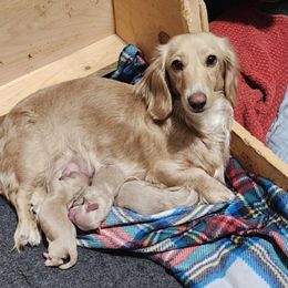 Buffy - Dachshund