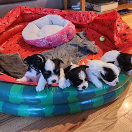 Biewer Terrier Puppies from Donna Lonsiak