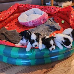 Biewer Terrier Puppies from Donna Lonsiak