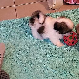 Shih Tzus from Shih Bears