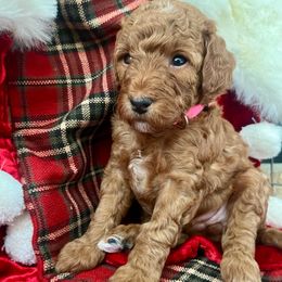 Holly - Red  female Goldendoodle puppy in Boise, Idaho from Goldendoodle Baby