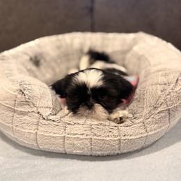 Shih Tzu Puppies from DESERT ROYAL SHIH TZU