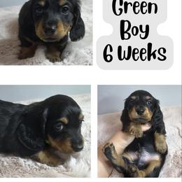 Mocha green boy - Black and tan male Dachshund puppy in Ashford, Alabama from Precious Little Lap Babies