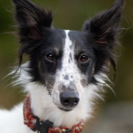 Fable - Silken Windhound