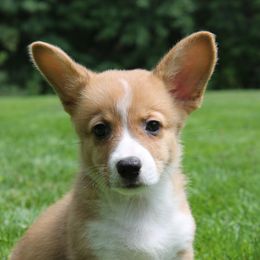 Boy 3 - Red Pembroke Welsh Corgi puppy in Southington, Ohio from Kovar corgis