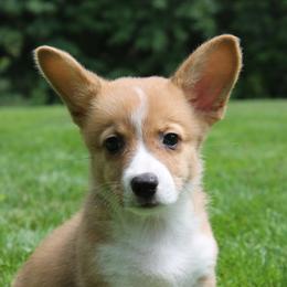 Boy 3 - Red Pembroke Welsh Corgi puppy in Southington, Ohio from Kovar corgis