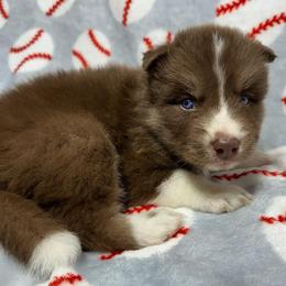 AKC Walnut - Red and white male Siberian Husky puppy in Centreville, Maryland from Huskies By the Bay
