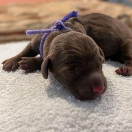 Purple ribbon - Red female Dachshund puppy in Sugarcreek, Ohio from Bahler Street Docies