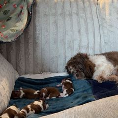 Shichon puppies from Nebula Nest