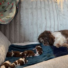 Shichon puppies from Nebula Nest