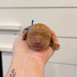 Phoenix - Red male Cavapoo puppy in Grand Blanc, Michigan from Halsey Poodles and Doodles