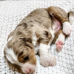 Alaska - Chocolate merle female Bernedoodle puppy in Hudson, Indiana from TurkeyCreek-K9