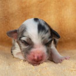 Naomi - Blue merle female Australian Shepherd puppy in Weatherford, Texas from Ridgestar Aussies