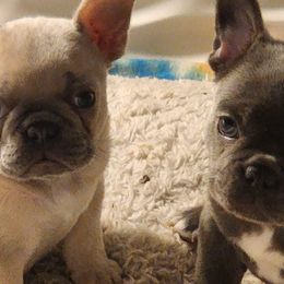 French Bulldogs from M & M Frenchie Farm