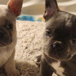 French Bulldogs from M & M Frenchie Farm