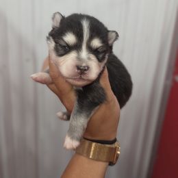 Robi - Black and white male Pomsky puppy in Mc Callsburg, Iowa from SZ Rolling Acres LLC