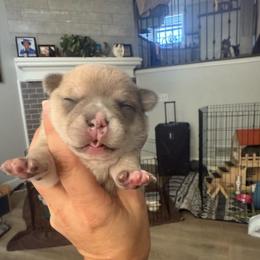 Boy 1 Rosco (French Bulluahua) designer breed - Blue fawn male Chihuahua puppy in Lees Summit, Missouri from Divine K9s LLC