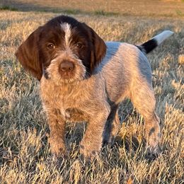 Brandy-Glory - Chestnut and gray female Wirehaired Pointing Griffon puppy in Grangeville, Idaho from Happy Hollow Griffons