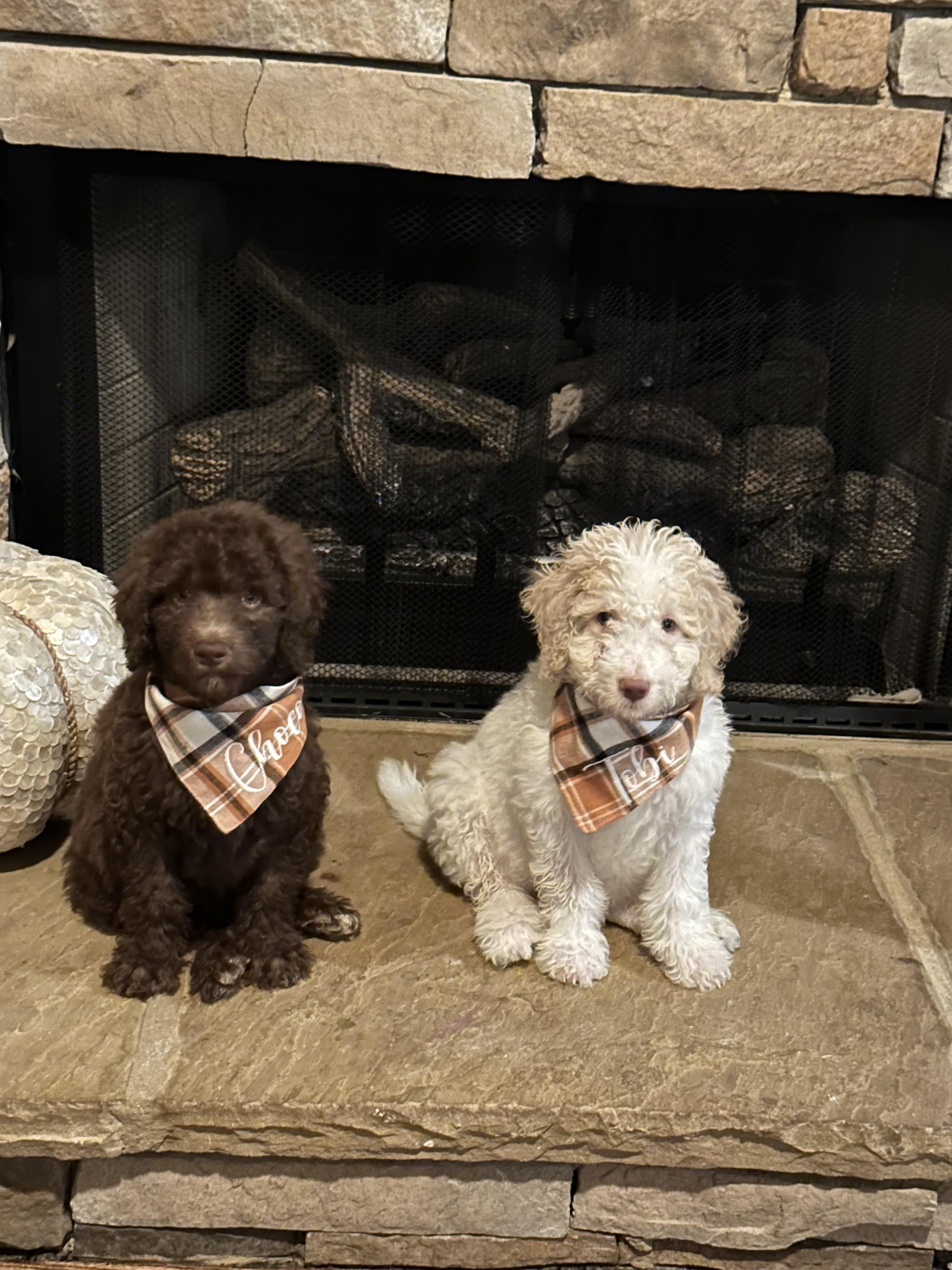 Oodles of doodles nw ga in Goldendoodle and Labradoodle