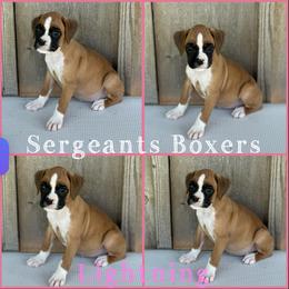 Lightning - Fawn female Boxer puppy in Madisonville, Texas from Sergeant's Boxers