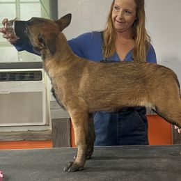 Belgian Malinois Puppies from Abby's Belgian Malinois