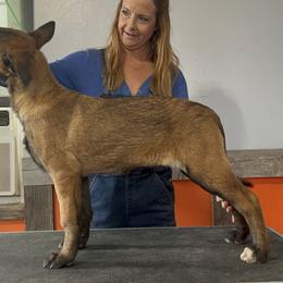 Belgian Malinois Puppies from Abby's Belgian Malinois