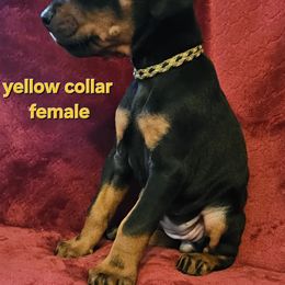Doberman Pinscher Puppies from Kazimir Kennels of Indiana