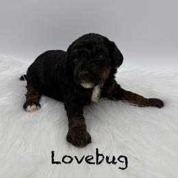 Lovebug - Phantom male Poodle puppy in Wheatland, California from Sapphire Ridge Poodles