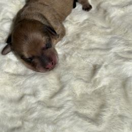 Dachshund Puppies from Hillside Hounds