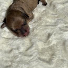 Dachshund Puppies from Hillside Hounds