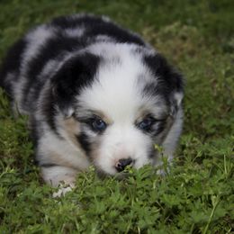 Shadoe - Miniature Australian Shepherd puppy in Berryville, Arkansas from 2Lazy2P Mini Aussies