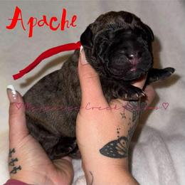 Apache - Tiger male Perro de Presa Canario puppy in Horizon, Texas from Mesquite Creek Kennels