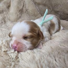 Ren - Blenheim male Cavalier King Charles Spaniel puppy in Wildomar, California from Enchanted Rose Cavaliers