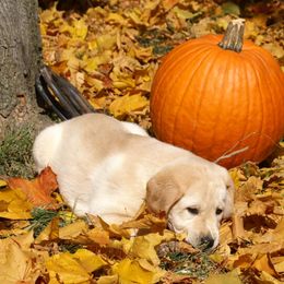 Labrador Retrievers from Brookeridge Labs